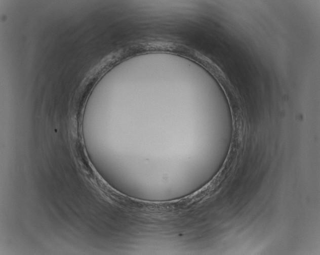 X0000081480729200701121040