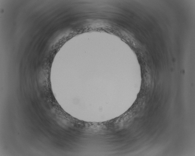 X0000081480824200701121039