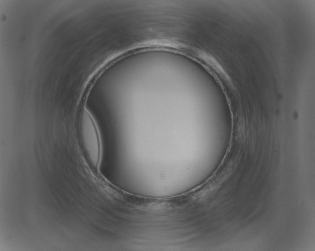 X0000081481268200701121032