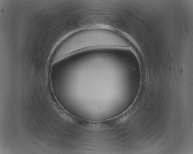X0000081481364200701121030