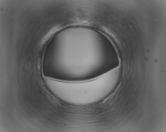 X0000081481455200701121029