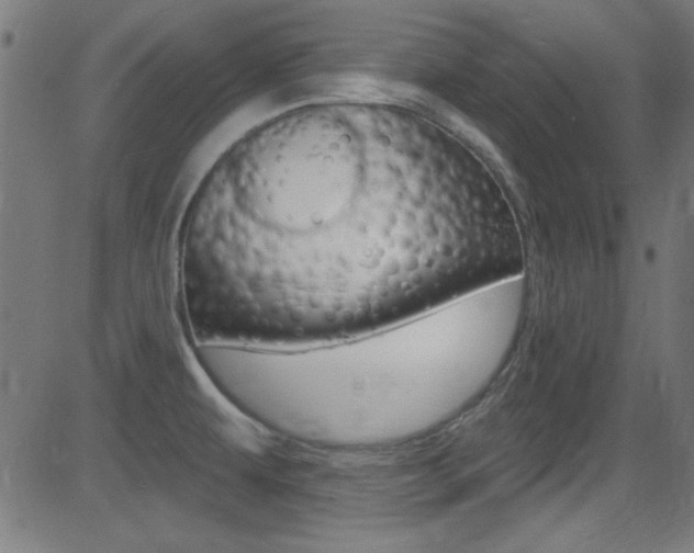 X0000081481479200701121028