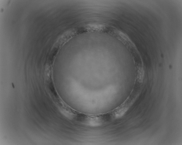 X0000081480701200701121445