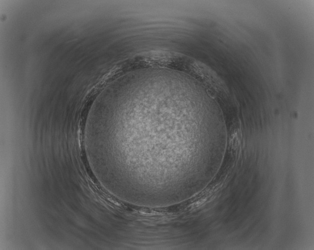 X0000081480772200701121444