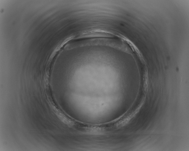 X0000081480785200701121443