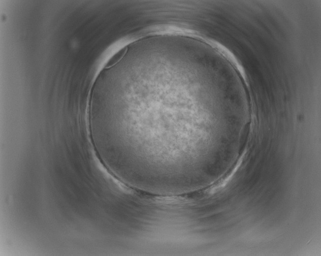 X0000081480863200701121443