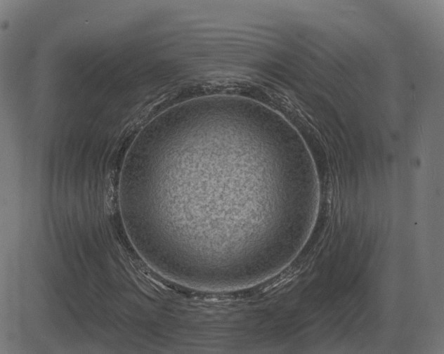 X0000081480868200701121442