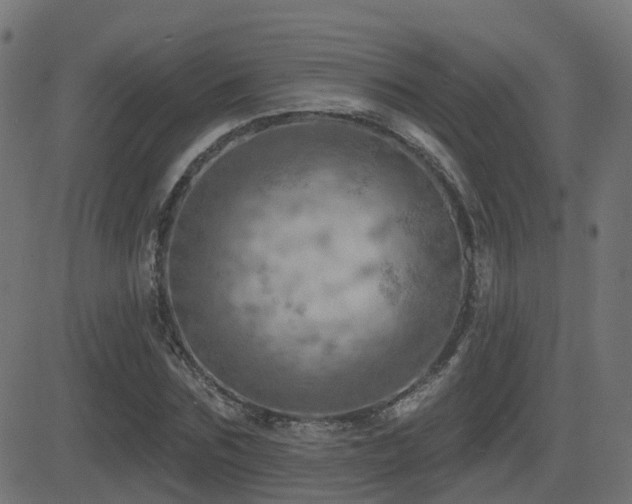 X0000081480875200701121442