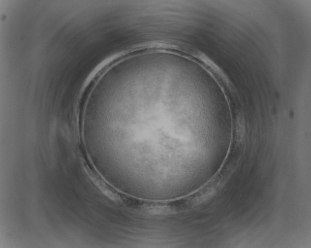 X0000081480886200701121442