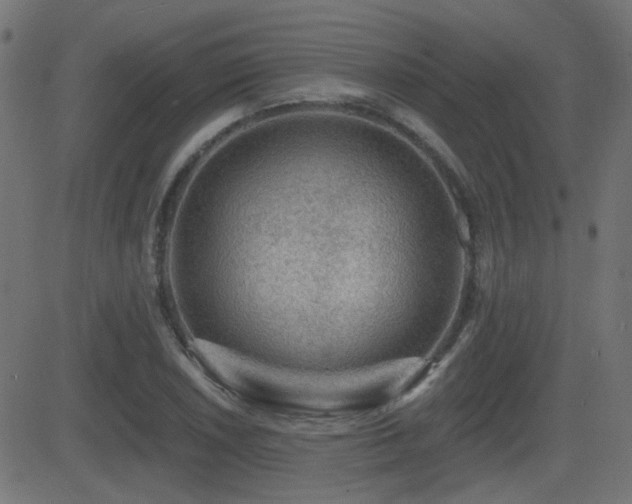 X0000081481026200701121439