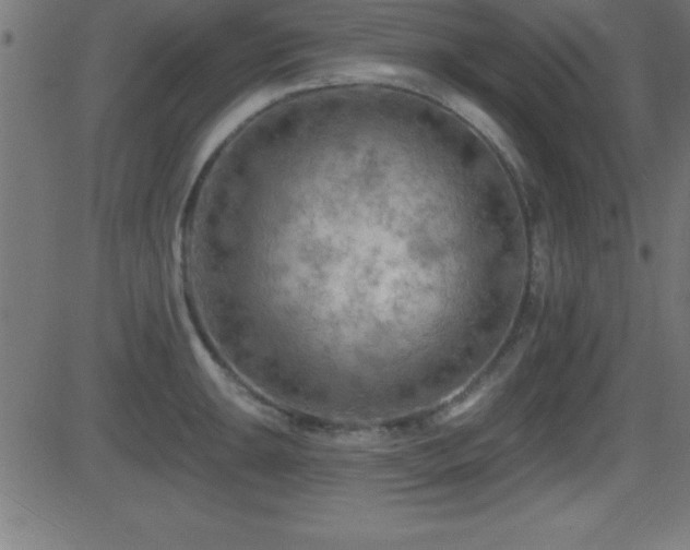 X0000081481047200701121440