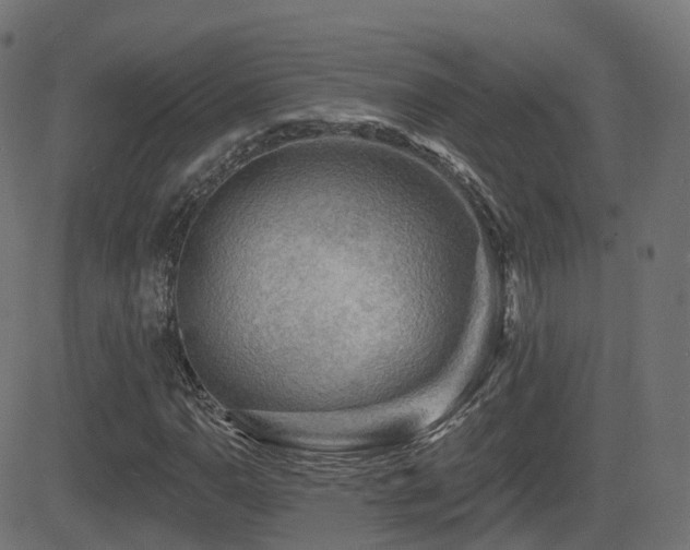 X0000081481110200701121437