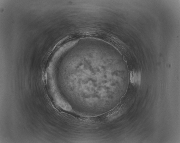 X0000081481155200701121437