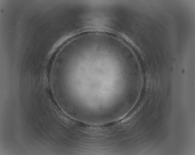 X0000081481215200701121436