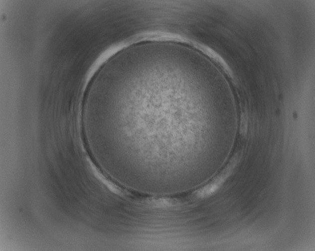 X0000081481231200701121436