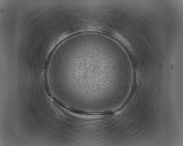 X0000081481260200701121436