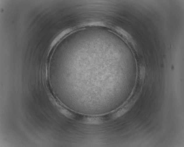 X0000081481274200701121435