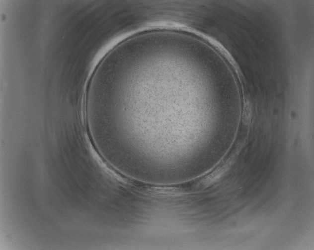 X0000081481295200701121435
