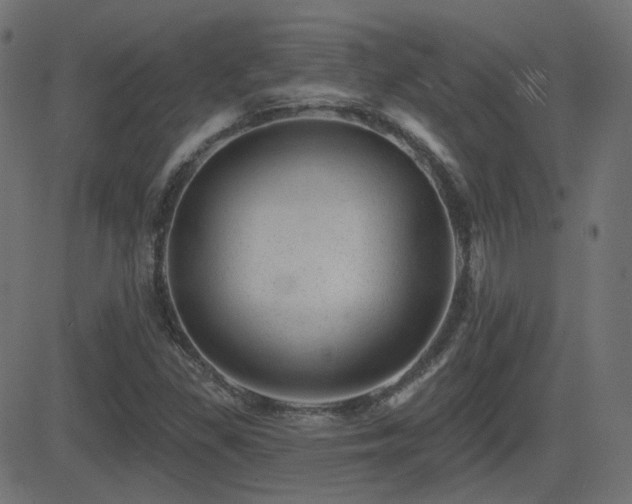 X0000081481309200701121434