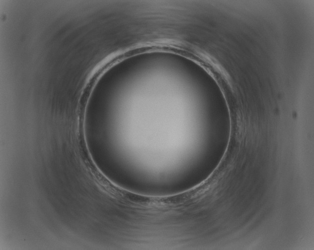 X0000081481316200701121435