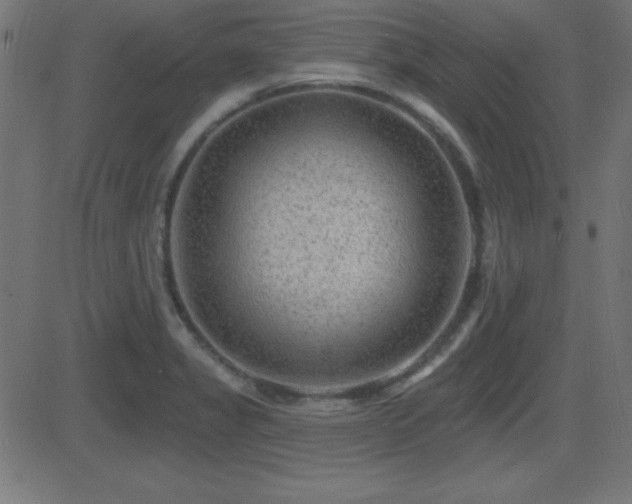 X0000081481325200701121435