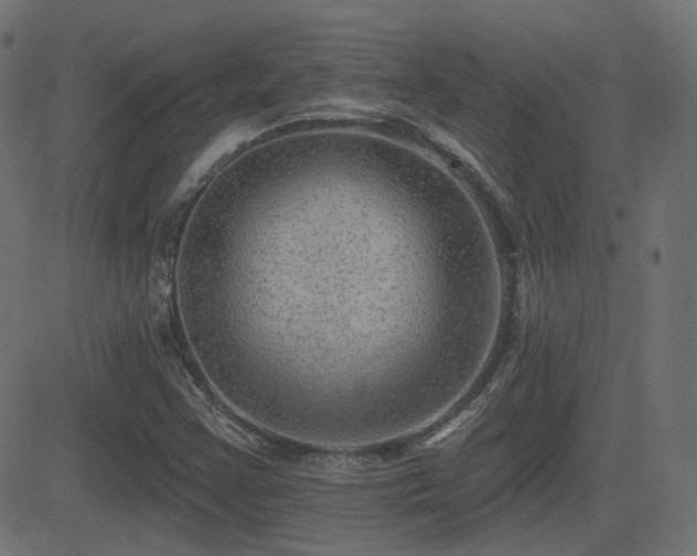 X0000081481355200701121434