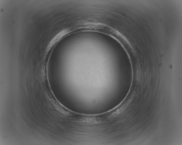 X0000081481362200701121434