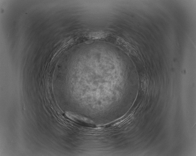 X0000081481393200701121433