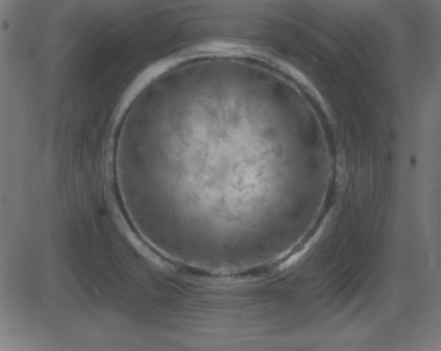 X0000081481421200701121433
