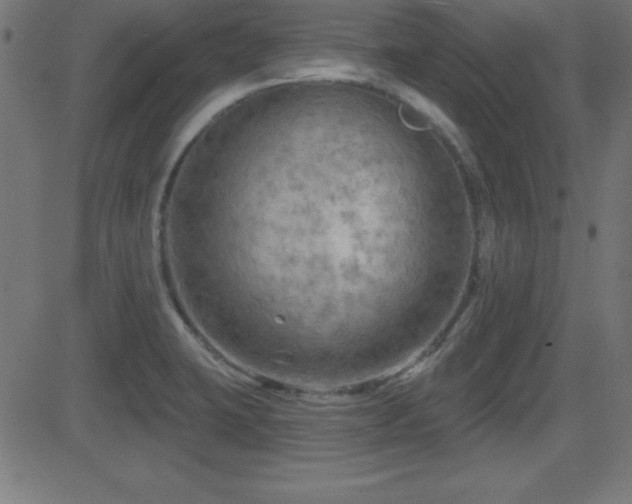 X0000081481423200701121433