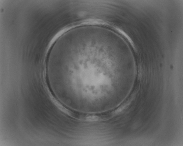X0000081481467200701121432
