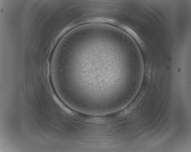 X0000081481476200701121432