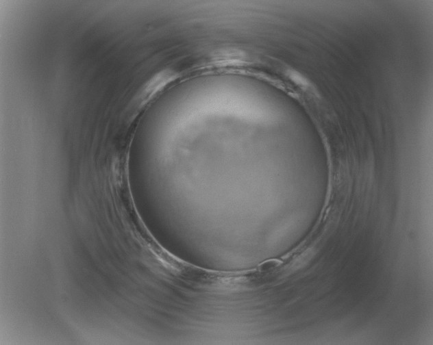 X0000081481353200701191822