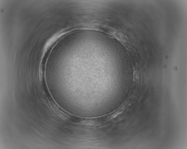 X0000081480294200701262035