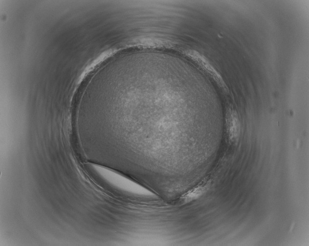 X0000081480488200701262032