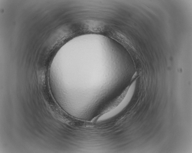X0000081480595200701262030
