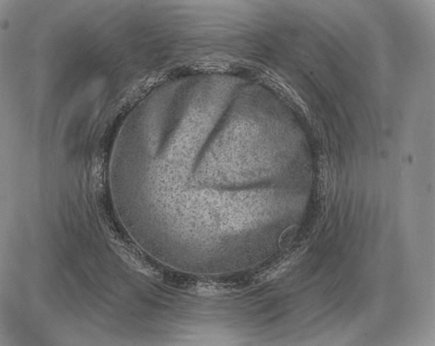X0000081480641200701262029