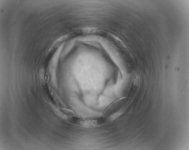 X0000081480670200701262029