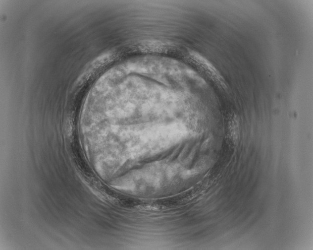 X0000081480687200701262028