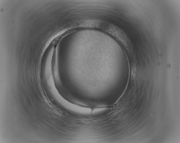 X0000081480724200701262027