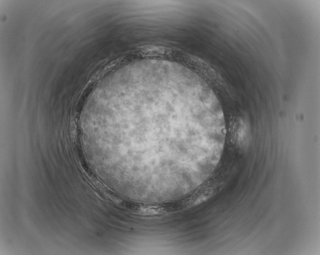 X0000081480753200701262028