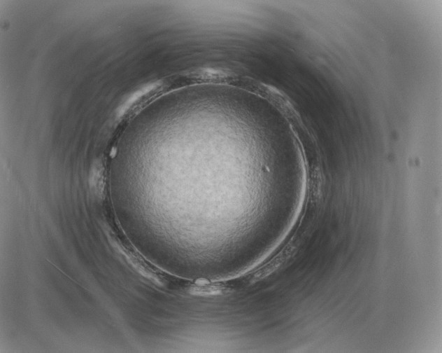 X0000081480762200701262028