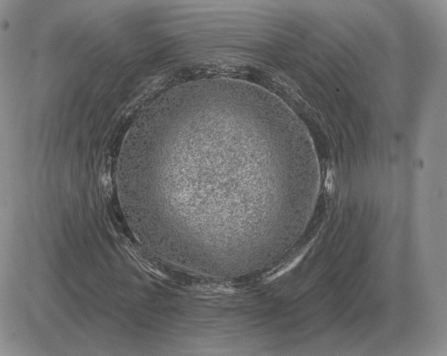 X0000081480771200701262027