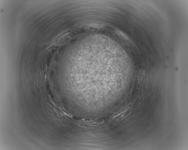 X0000081480774200701262027
