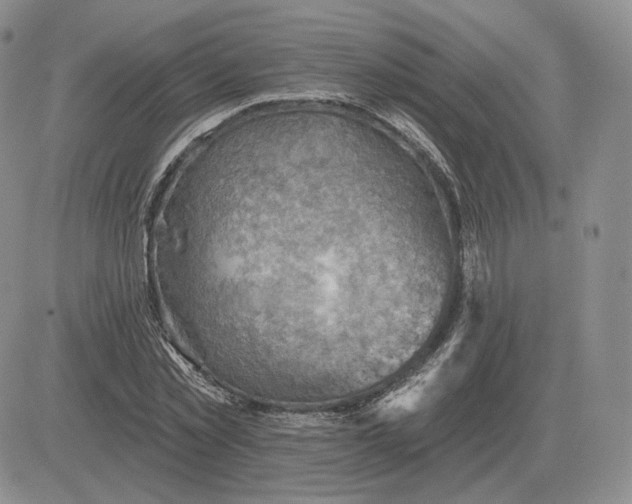X0000081480781200701262027