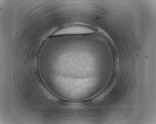 X0000081480785200701262027