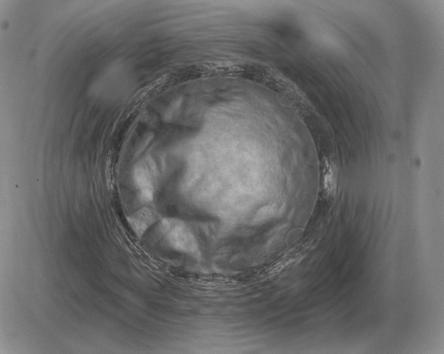 X0000081480819200701262026
