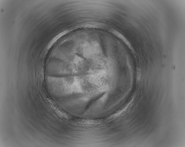 X0000081480829200701262026