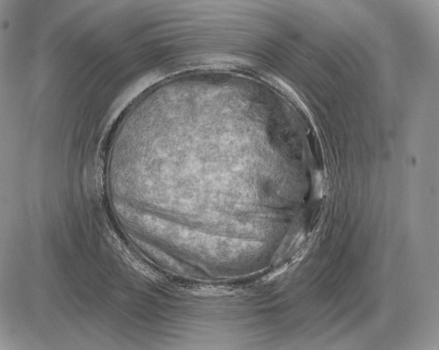 X0000081480835200701262026