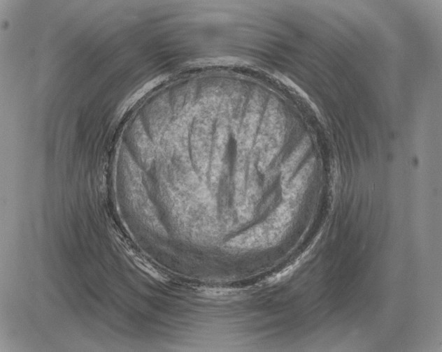 X0000081480921200701262024